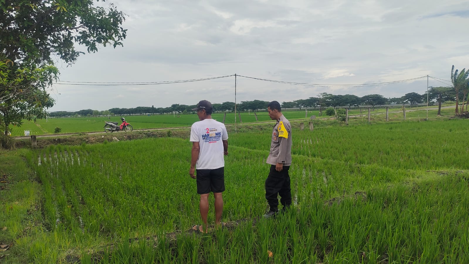Turun ke Sawah, Bhabinkamtibmas Polsek Balerejo Semangati Petani Glonggong Genjot Produksi Padi