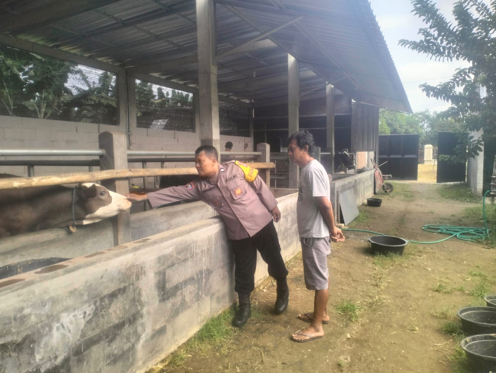 Dukung Ketahanan Pangan, Bhabinkamtibmas Desa Wonoayu Edukasi Peternak Sapi Mengenai Kebersihan Kandang dan Vaksinasi