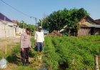 Bhabinkamtibmas Desa Sidodadi Motivasi Warga Tanam Cabai untuk Tingkatkan Kesejahteraan