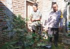 Pekarangan Rumah Dimanfaatkan untuk Tanaman Pangan, Bhabinkamtibmas Desa Durenan Lakukan Monitoring Ketahanan Pangan