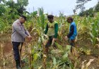 Pentingnya Ketahanan Pangan, Aipda Suprapto Datangi Petani Jagung