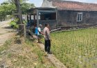 Dukung Ketahanan Pangan Nasional, Bhabinkamtibmas Desa Pacinan Ajak Warga Manfaatkan Lahan Pekarangan