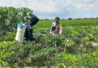 Bhabinkamtibmas Sambangi Petani Cabe di Desa Binaan