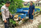 Kolam Ikan Pekarangan Jadi Sumber Ketahanan Pangan, Bhabinkamtibmas Desa Gemarang Apresiasi Inovasi Warga