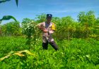 Bhabinkamtibmas Polsek Wungu Dorong Pemanfaatan Pekarangan Pangan Bergizi sebagai Wujud Dukungan Ketahanan Pangan