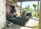 Aiptu Suwardi Sambangi Pemanfaatan Pekarangan Lahan Terbatas Warga Binaan