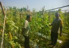 Pemanfaatan Pekarangan Produktif Jadi Perhatian Bhabinkamtibmas Blabakan