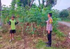Singkong Tumbuh Subur di Pekarangan, Bhabinkamtibmas Desa Batok Dorong Warga Perkuat Ketahanan Pangan