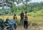 Sinergi TNI-Polri Dampingi Petani Saat Panen Padi, Wujudkan Ketahanan Pangan di Desa Tawangrejo