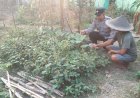 Bhabinkamtibmas Bangunsari Ajak Warga Ubah Pekarangan Jadi Sumber Pangan Bernilai