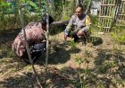 Dukung Ketahanan Pangan, Bhabinkamtibmas Desa Bantengan Sambangi Kebun Pekarangan Warga
