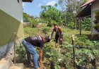 Pekarangan Rumah Disulap Jadi Kebun Produktif, Bhabinkamtibmas Desa Nampu Dukung Ketahanan Pangan Keluarga