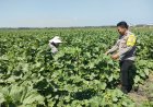 Dukung Ketahanan Pangan Nasional, Bhabinkamtibmas Pacinan Ajak Warga Manfaatkan Lahan Pekarangan