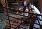Dukung Ketahanan Pangan, Bhabinkamtibmas Desa Tapelan Sambangi Warga Peternak Sapi