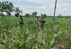 Dengan Giat Bhabinkamtibmas Kunjungi Lahan Jagung Warga Binaan