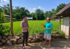 Hamparan Padi Hijau Jadi Optimisme Petani, Bhabinkamtibmas Desa Batok Perkuat Komunikasi di Tengah Musim Tanam