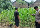 Jagung Tumbuh Subur di Pekarangan, Bhabinkamtibmas Desa Tawangrejo Dorong Warga Perkuat Ketahanan Pangan