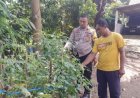 Petani Cabai di Desa Bodag Kecamatan Kare Dukung Asta Cita