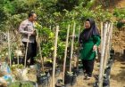 Dukungan Diberikan Bhabinkamtibmas Desa Morang Kepada Petani Sayuran