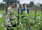 Aipda Yuda Kunjungi Warganya Dalam Ketahanan Pangan