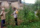 Bhabinkamtibmas Polsek Saradan Apresiasi Warga Yang Manfaatkan Untuk Kacang Panjang