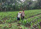Perkuat Swasembada Pangan, Pak Bhabin Desa Kepet Pantau Pertumbuhan Tanaman Jagung
