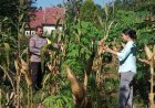 Tongkol Jagung Kian Padat, Pekarangan Warga Winong Perlihatkan Hasil Perawatan Berbulan-Bulan