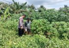 Barisan Singkong Tumbuh Rimbun, Lahan Warga Tawangrejo Simpan Potensi Panen Menjanjikan