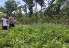 Wujudkan Program Pemerintah Ketahanan Pangan, Bhabin Aktif Kunjungi Petani