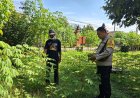 Daun Singkong Tetap Hijau, Lahan Warga Gemarang Terawat Hingga Siap Menopang Hasil Umbi