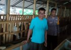Dukung Ketahanan Pangan, Pak Bhabinkamtibmas Aktif Kunjungi Peternak Kambing Lokal
