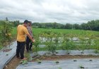 Aiptu Winengku Cek Lahan Pertanian, Wujud Nyata Dukungan terhadap Ketahanan Pangan
