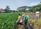 Bhabinkamtibmas Desa Glonggong Dorong Warga Manfaatkan Pekarangan untuk Mendukung Ketahanan Pangan