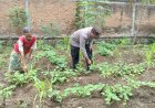 Ubi Jalar Pekarangan Dirawat Bersama, Bhabinkamtibmas Desa Tawangrejo Ajak Warga Maksimalkan Potensi Lahan