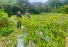Bhabinkamtibmas Desa Batok Tinjau Kebun Cabai, Pastikan Tanaman Tetap Produktif Dukung Ketahanan Pangan