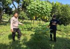 Singkong Tumbuh Subur di Pekarangan, Bhabinkamtibmas Desa Gemarang Ajak Warga Maksimalkan Potensi Lahan