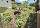 Kebun Pekarangan Mulai Berbuah Hasil, Bhabinkamtibmas Desa Nampu Ajak Warga Rawat Tanaman Secara Berkelanjutan