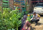 Pak Bhabin Kunjungi KWT Makmur Dukung Ketahanan Pangan Nasional.
