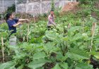 Dukung Ketahanan Pangan, Aiptu Dariyono Sambangi Area Pekarangan Terbatas Warga