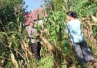 Jagung Siap Panen Jadi Penyemangat Warga, Bhabinkamtibmas Desa Winong Dorong Ketahanan Pangan dari Pekarangan