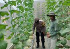 Green House Melon Jadi Inspirasi Ketahanan Pangan, Bhabinkamtibmas Desa Tawangrejo Berikan Pendampingan kepada Petani