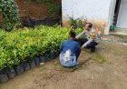 Sinergi Bersama Warga, Aiptu Suwardi Pantau Pekarangan Produktif untuk Ketahanan Pangan