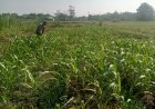 Aiptu Joni Getut  Cek Lahan Jagung Di Area Persawahan Desa Sukosari