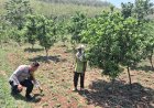 Kebun Buah dan Sayur di Desa Gemarang Makin Produktif, Bhabinkamtibmas Beri Semangat kepada Petani