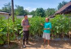Kebun Terong Warga Makin Produktif, Bhabinkamtibmas Desa Batok Beri Semangat Kembangkan Ketahanan Pangan