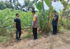 Kebun Singkong Tumbuh Subur, Bhabinkamtibmas Desa Tawangrejo Dukung Warga Perkuat Ketahanan Pangan