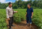Lahan Singkong Produktif, Bhabinkamtibmas Desa Gemarang Apresiasi Semangat Bertani Warga