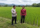Sawah Menghijau, Bhabinkamtibmas Desa Sebayi Berikan Semangat kepada Petani Dukung Ketahanan Pangan