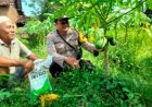 Melihat Bhabinkamtibmas Desa Ketandan Sambangi Petani Pepaya
