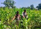 Kunjungi Petani Jagung, Upaya Bhabinkamtibmas Tulung Sukseskan Ketahanan Pangan